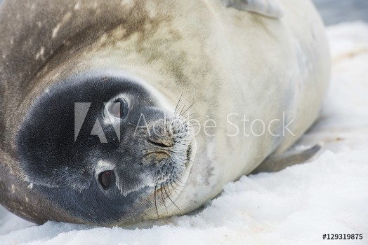 Picture of Antarctic Seal